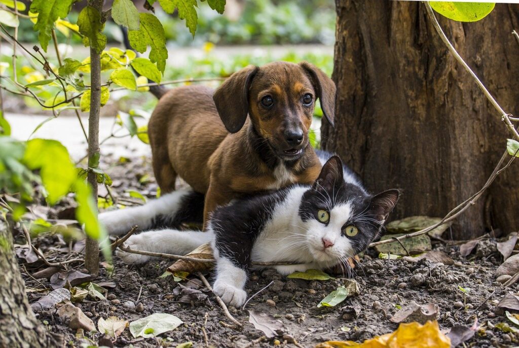 dog, cat, dog - cat friendship-2059668.jpg